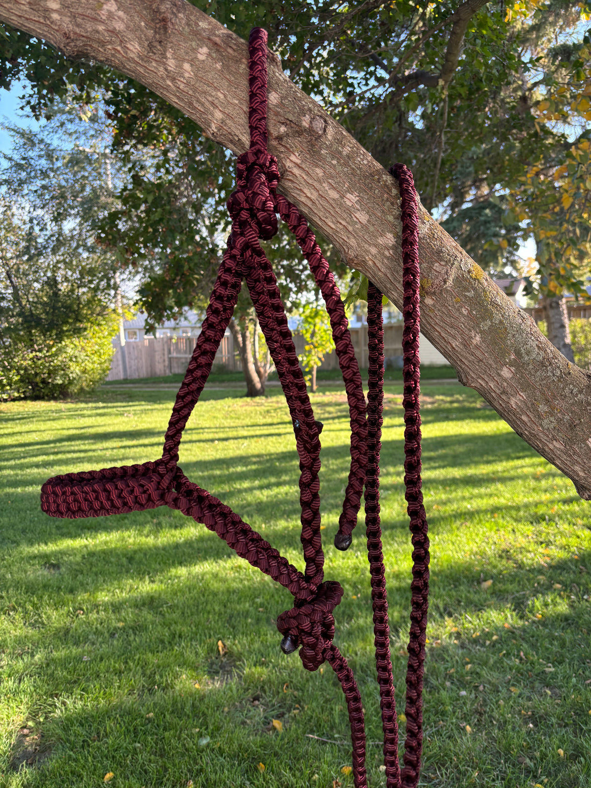 Burgundy Mule Tape Halter